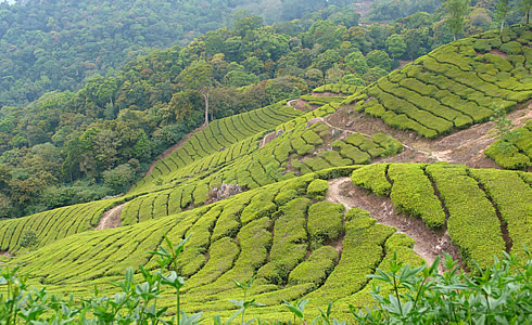 Teeplantage in Munnar