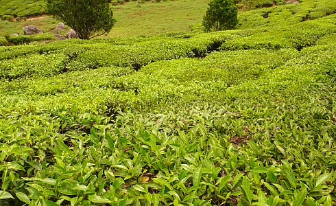 Teeplantage in Munnar