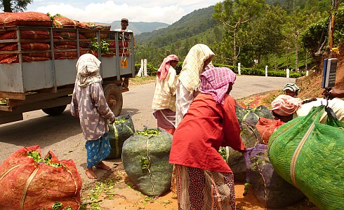 Mitarbeiterinnen der Plantage bringen den frisch gepflückten Chai zum wiegen